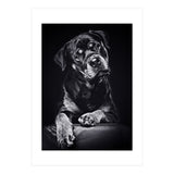Black Dog (Print Only) thumbnail