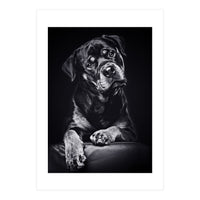 Black Dog (Print Only)