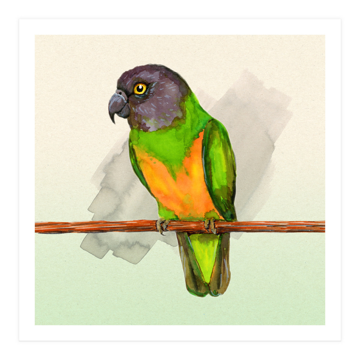 Senegal parrot watercolor (Print Only)