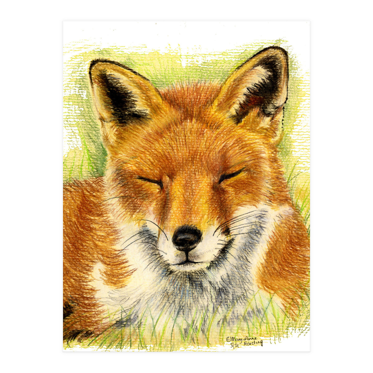 Red Fox Sleeping  (Print Only)