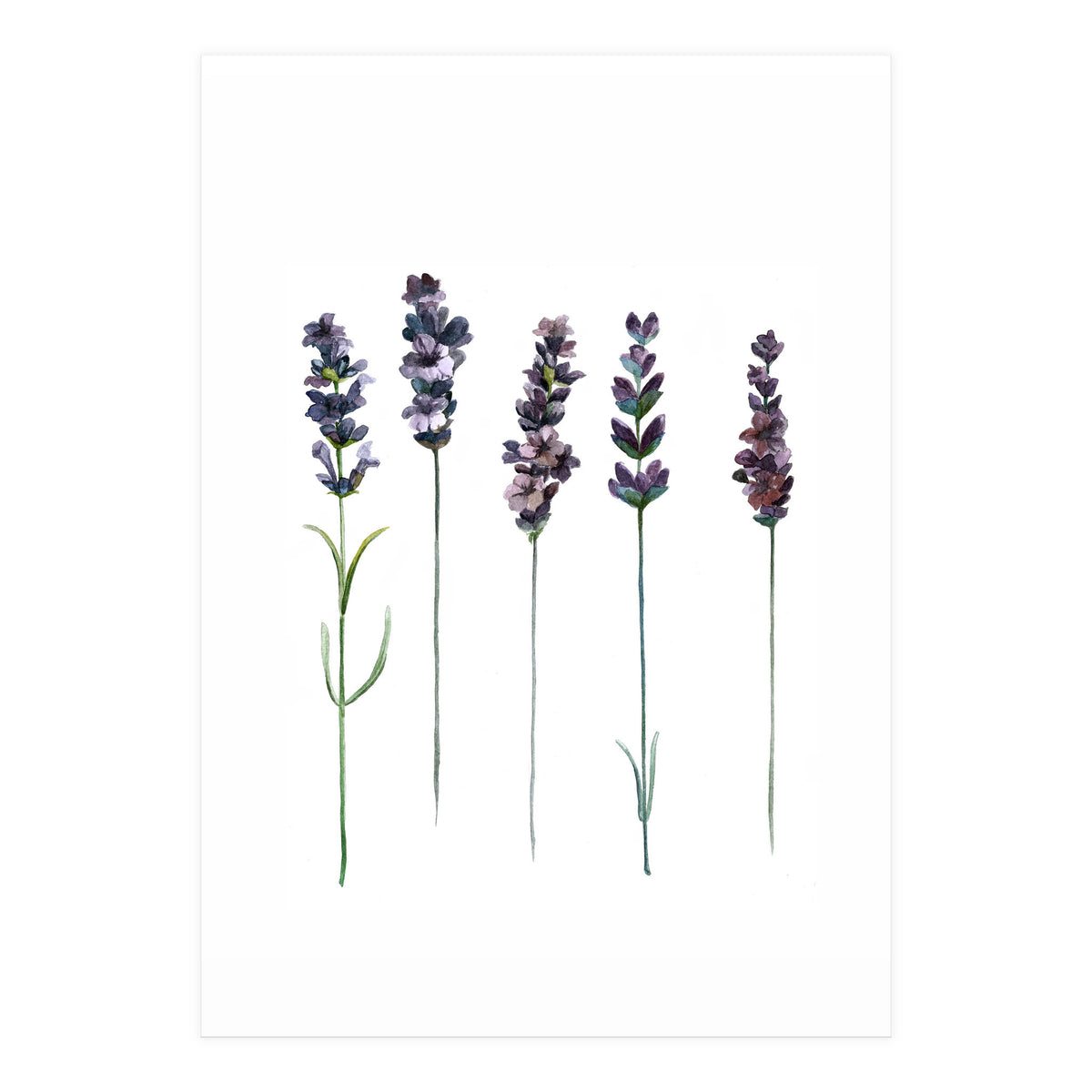 Botanical Illustration Lavender (Print Only)