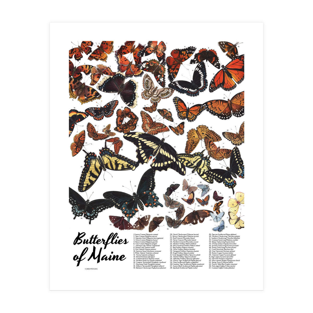 Maine Butterflies Chart (Print Only)