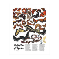 Maine Butterflies Chart (Print Only)