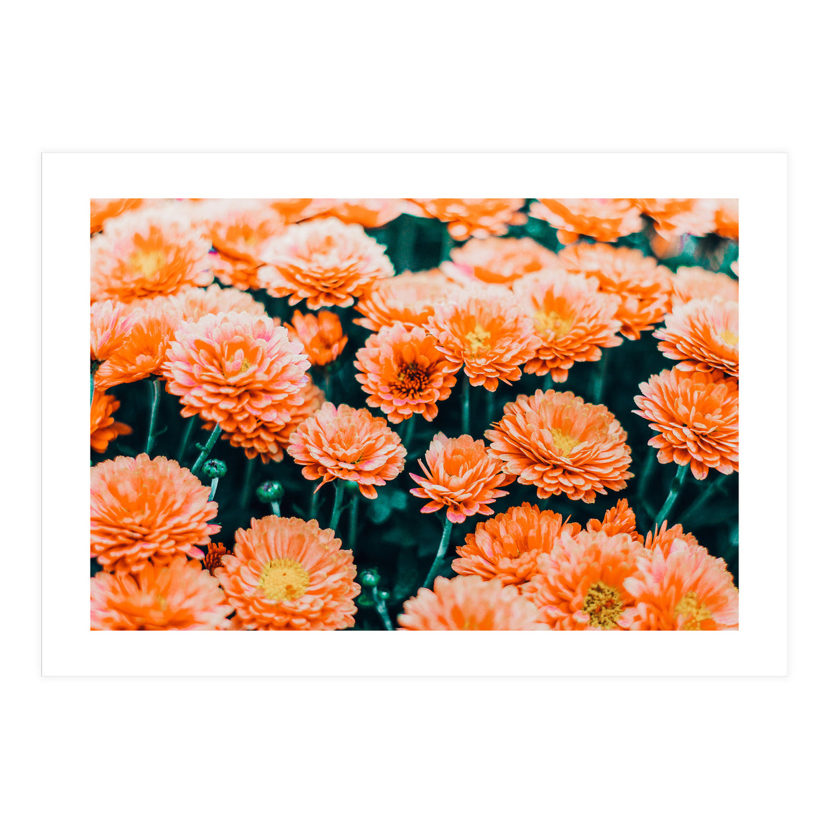 February (Print Only)