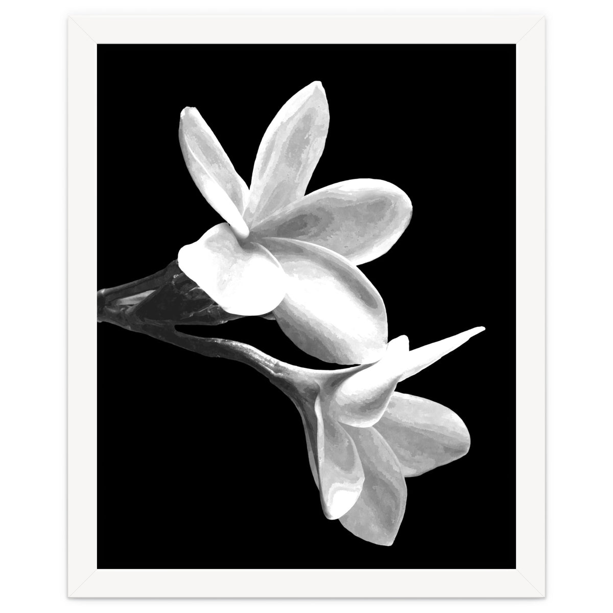 Black and White Flowers