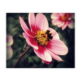 Wind Flower (Print Only) thumbnail