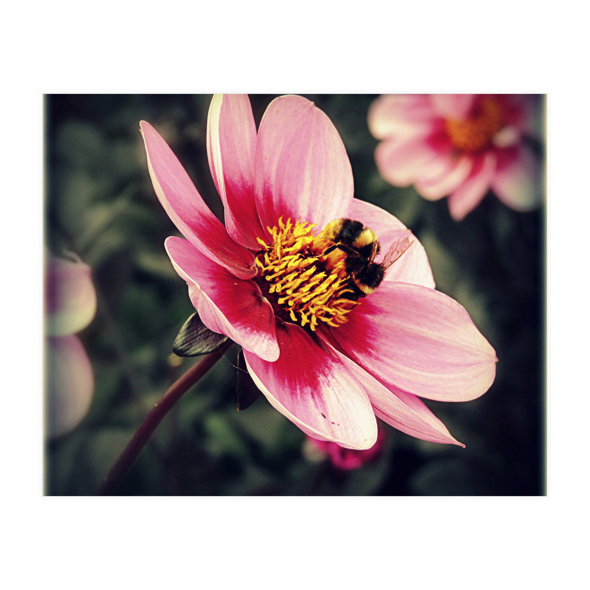 Wind Flower (Print Only)