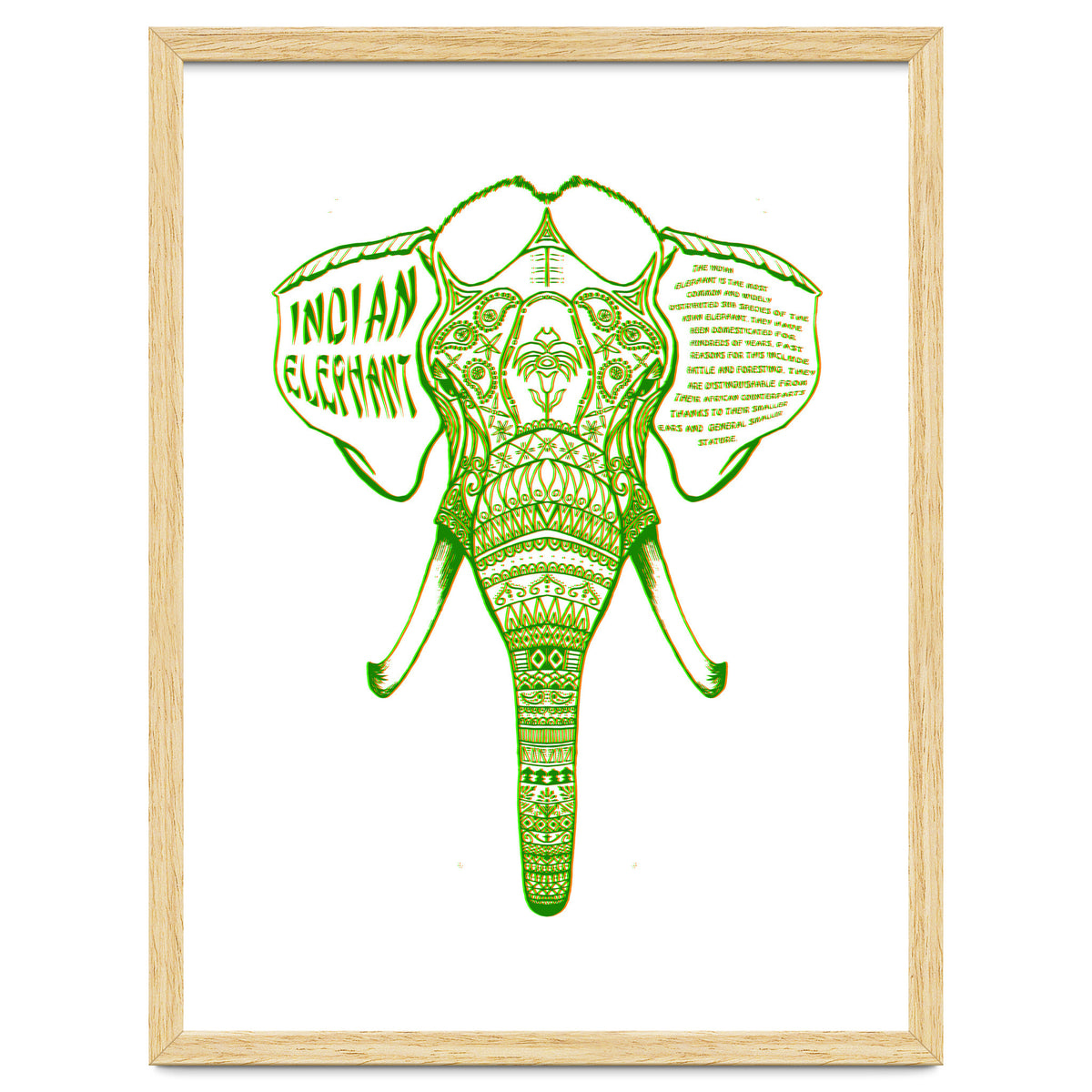 Indian Elephant