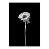 Anemone coronaria | dark design  (Print Only) thumbnail