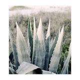 Pale Agave  (Print Only) thumbnail