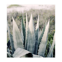 Pale Agave  (Print Only)