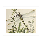 Dragonfly Vintage Illustration (Print Only) thumbnail
