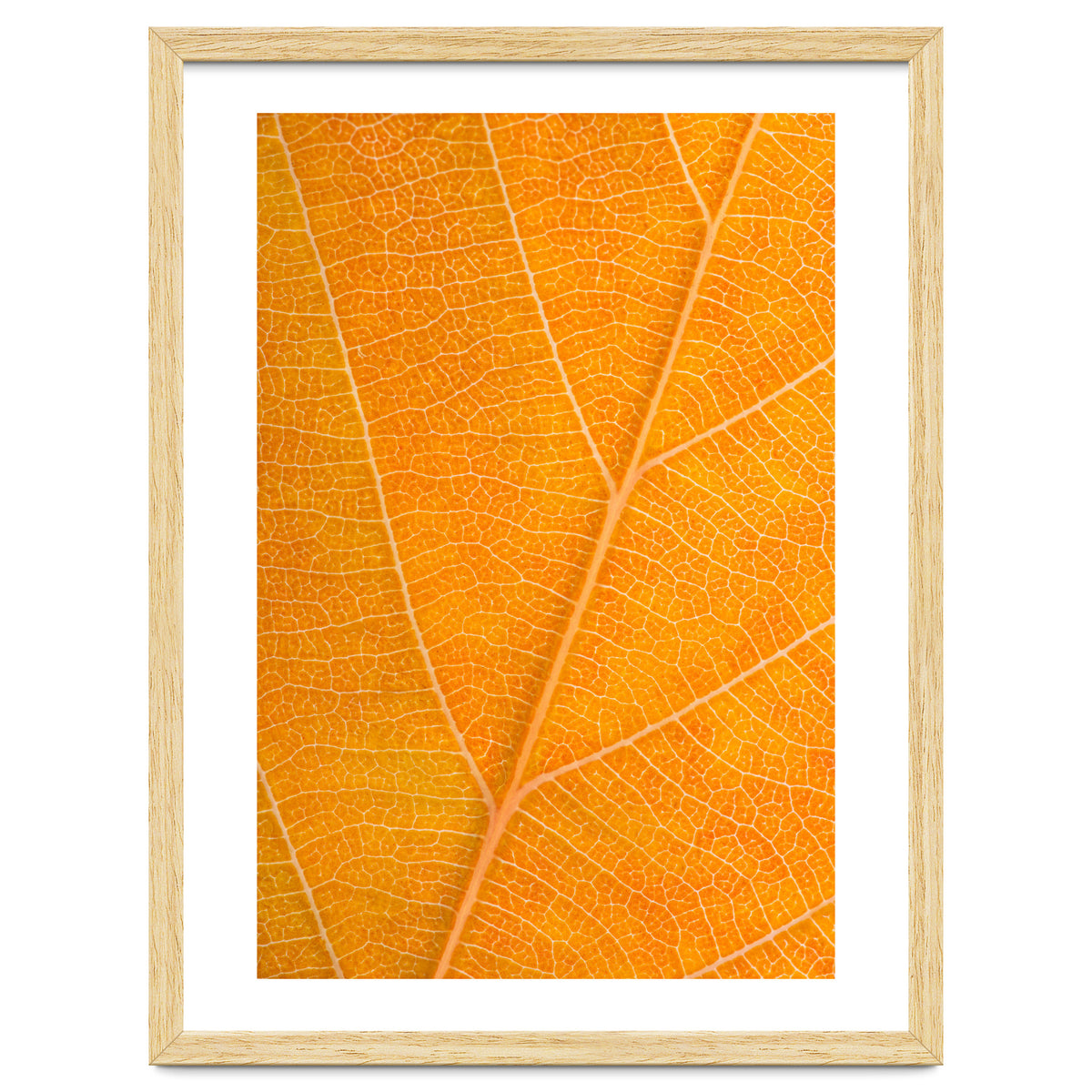 Autumn Leaf