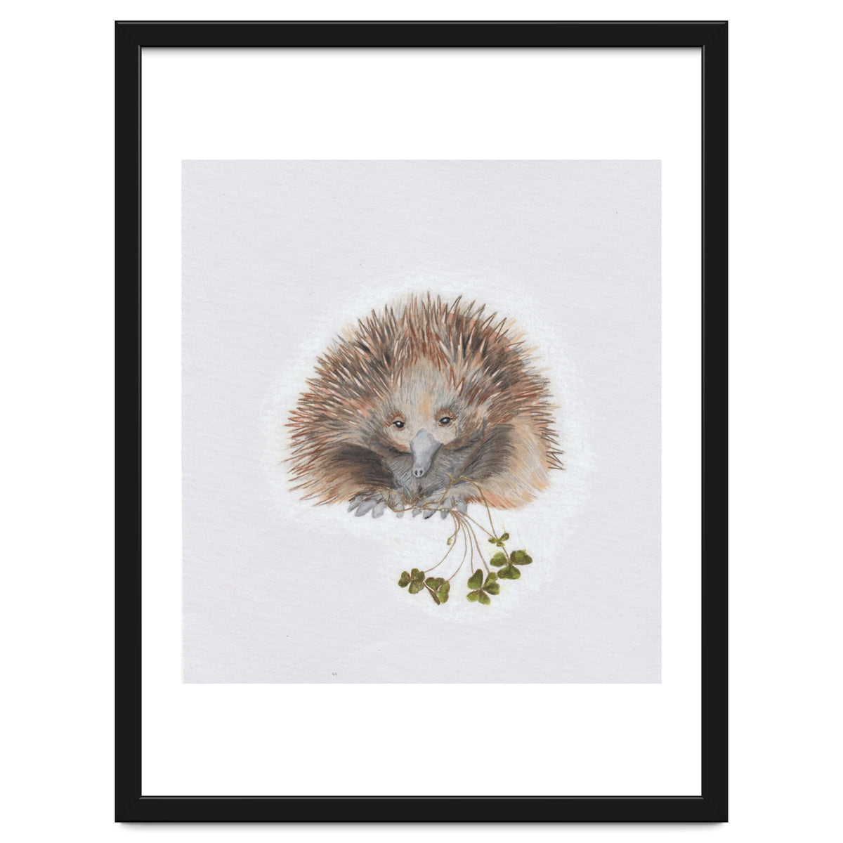 Echidna - Australian Animal Series