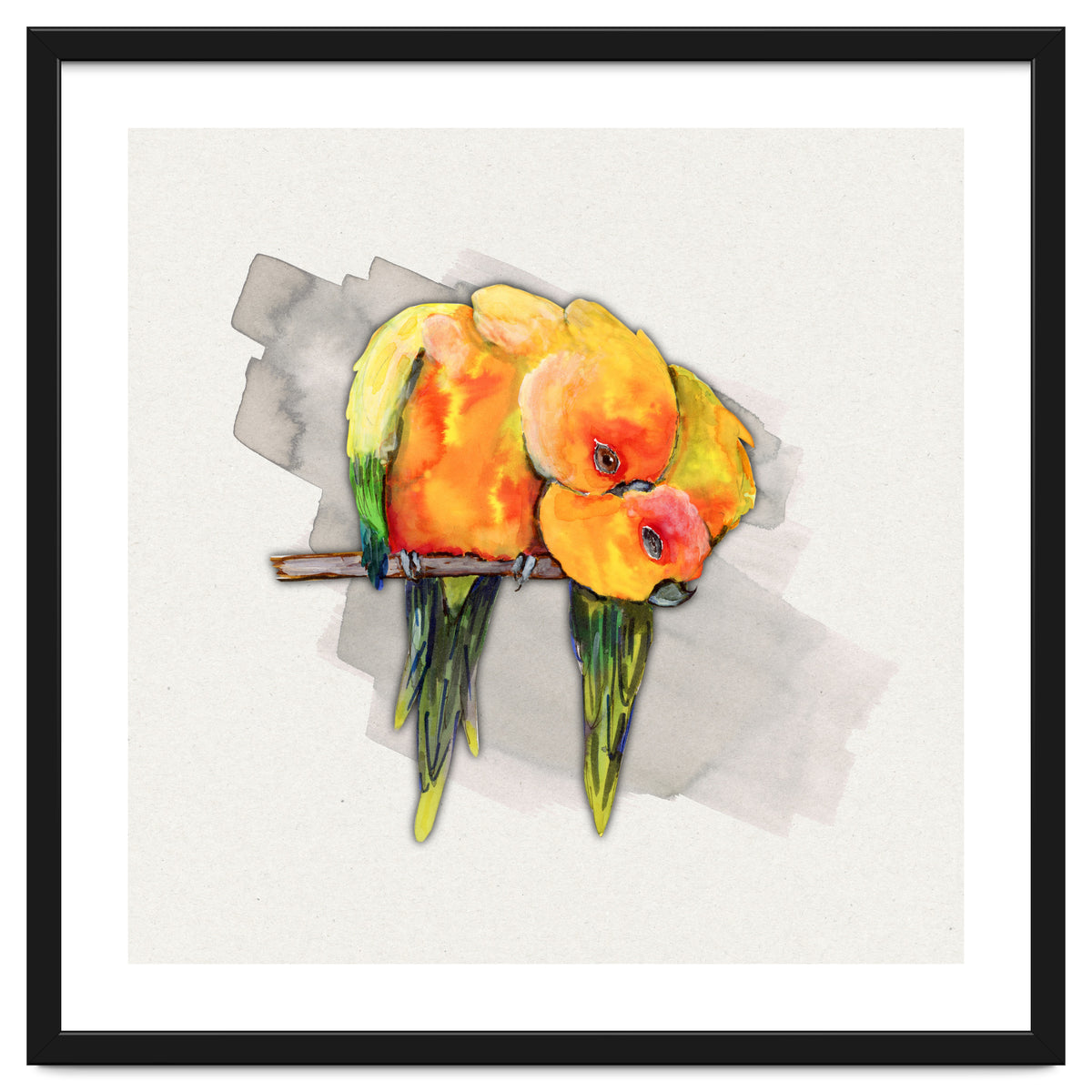 Two cuddling sun conures