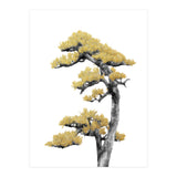 Bonsai Tree 04 (Print Only) thumbnail