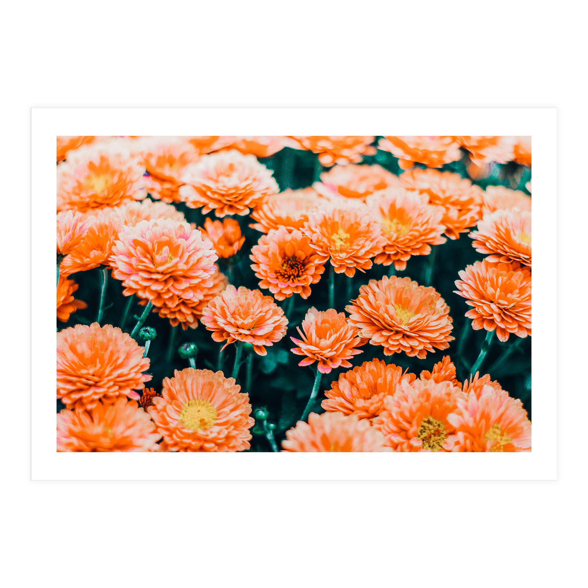 February (Print Only)