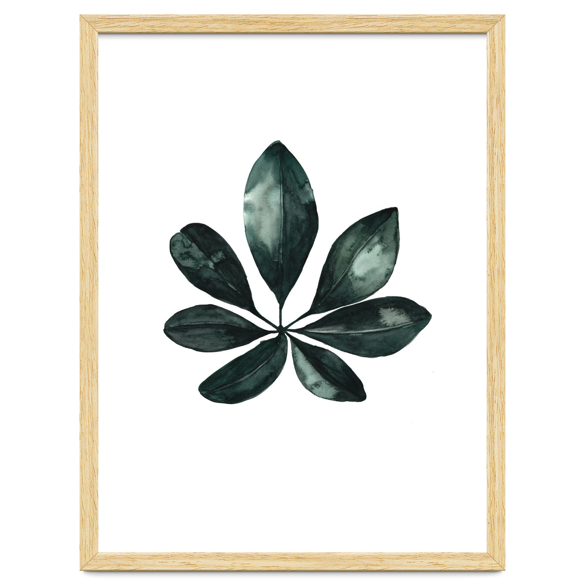 Botanical Illustration Arboricola Schefflera