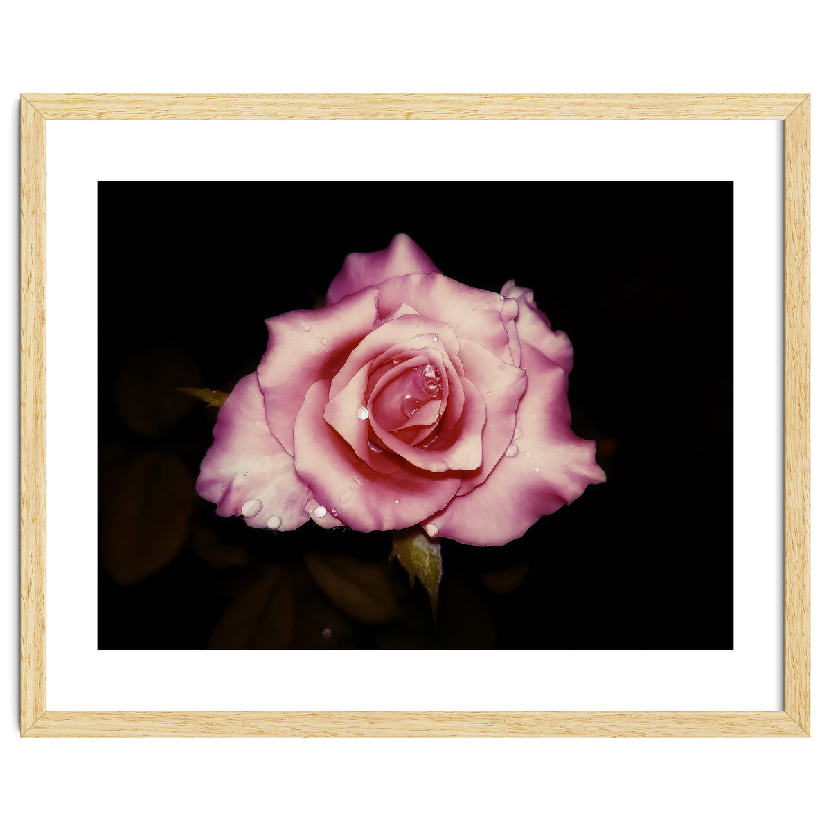 Satin Rose