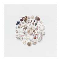 Treasures From The Ocean - Square (Print Only)