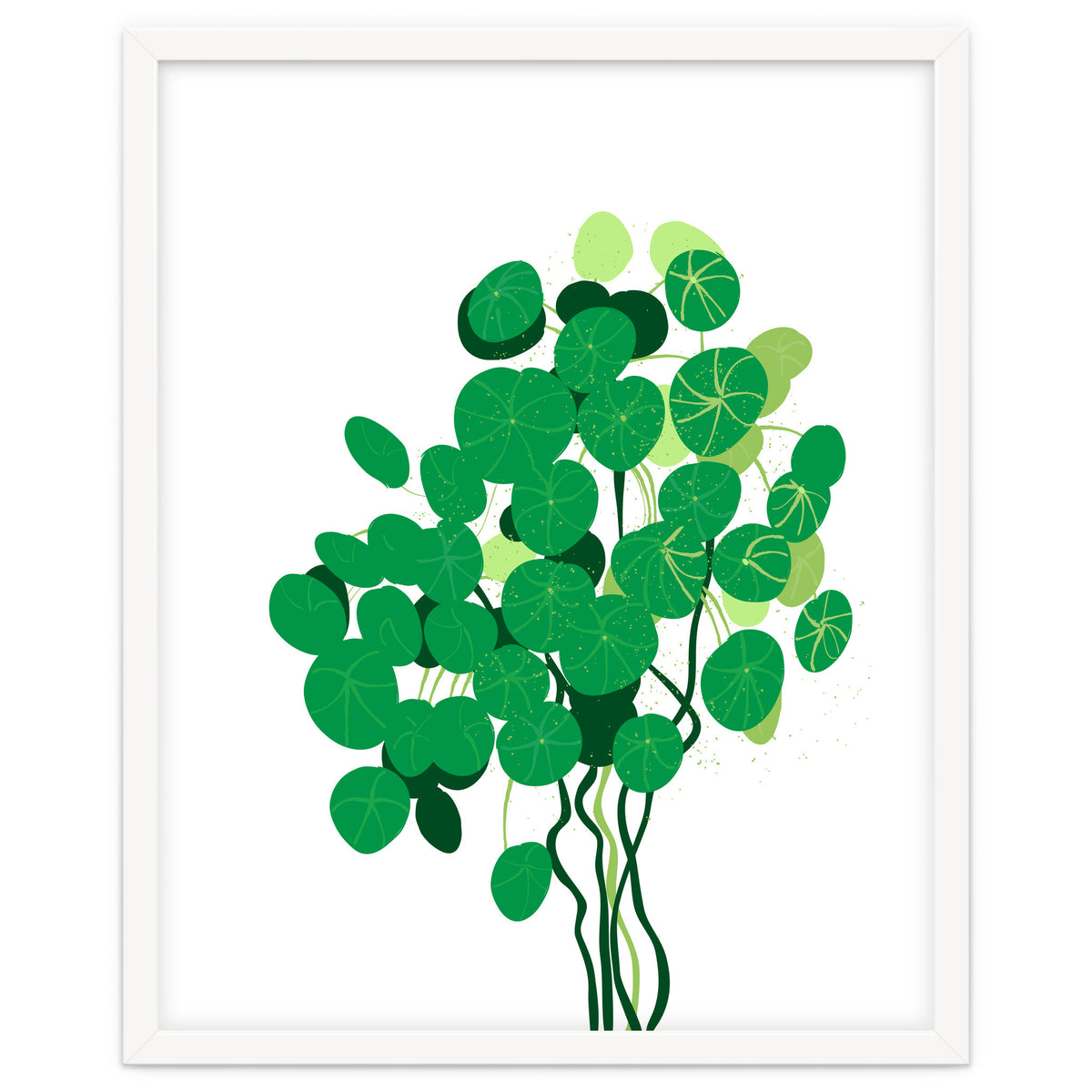Pilea