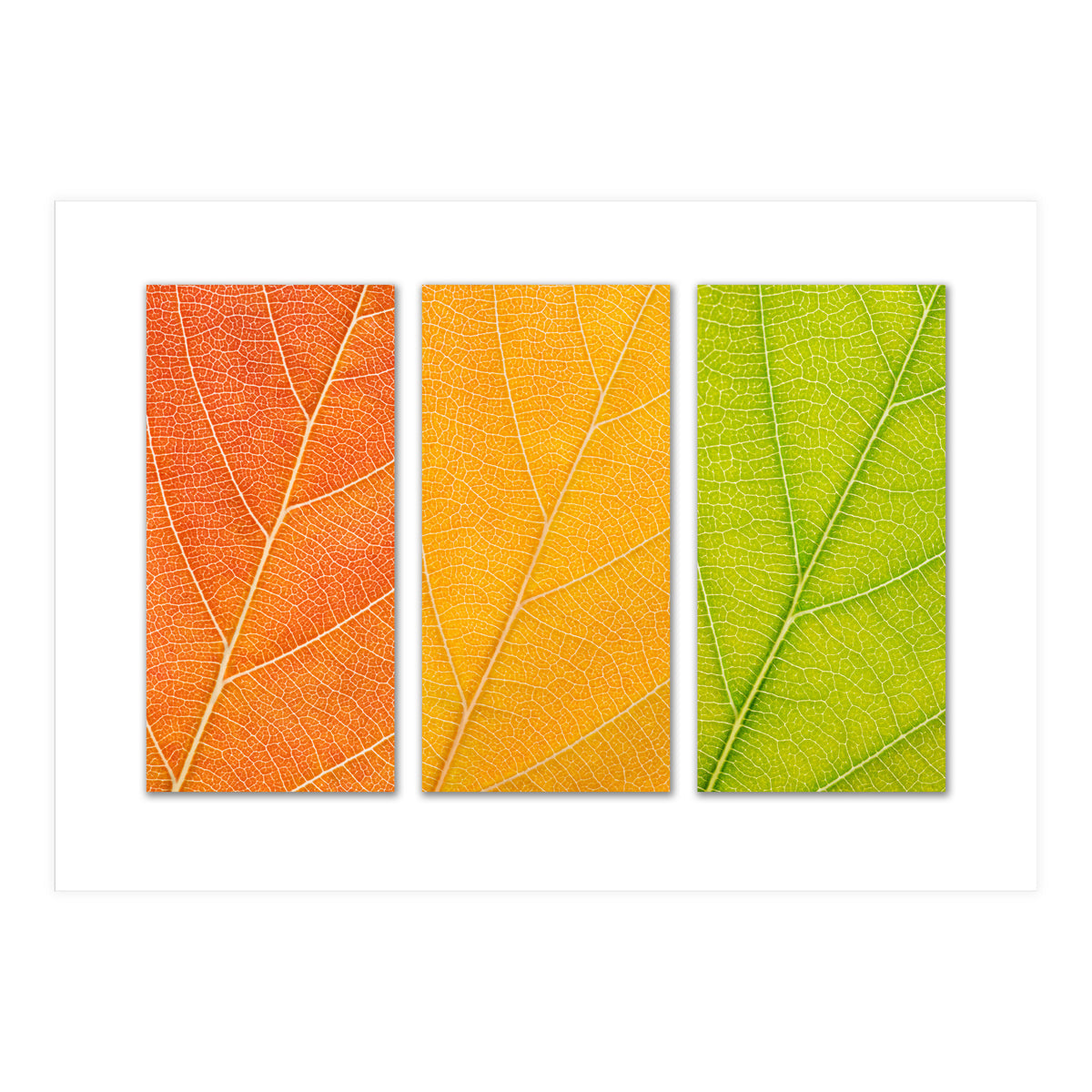 Autumn Leaves (Print Only)