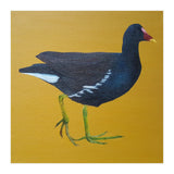 Moorhen (Print Only) thumbnail