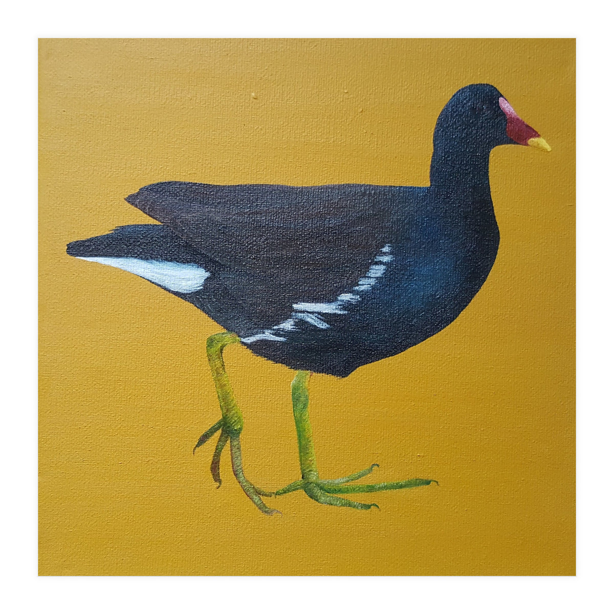 Moorhen (Print Only)