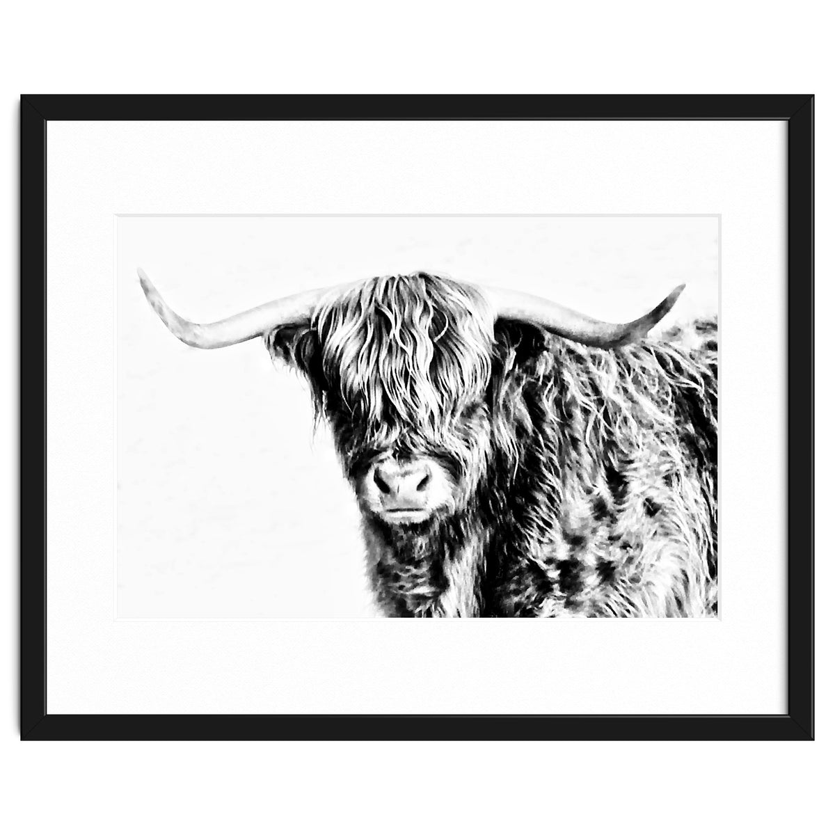 Highland bull