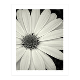 Simplicity  (Print Only) thumbnail