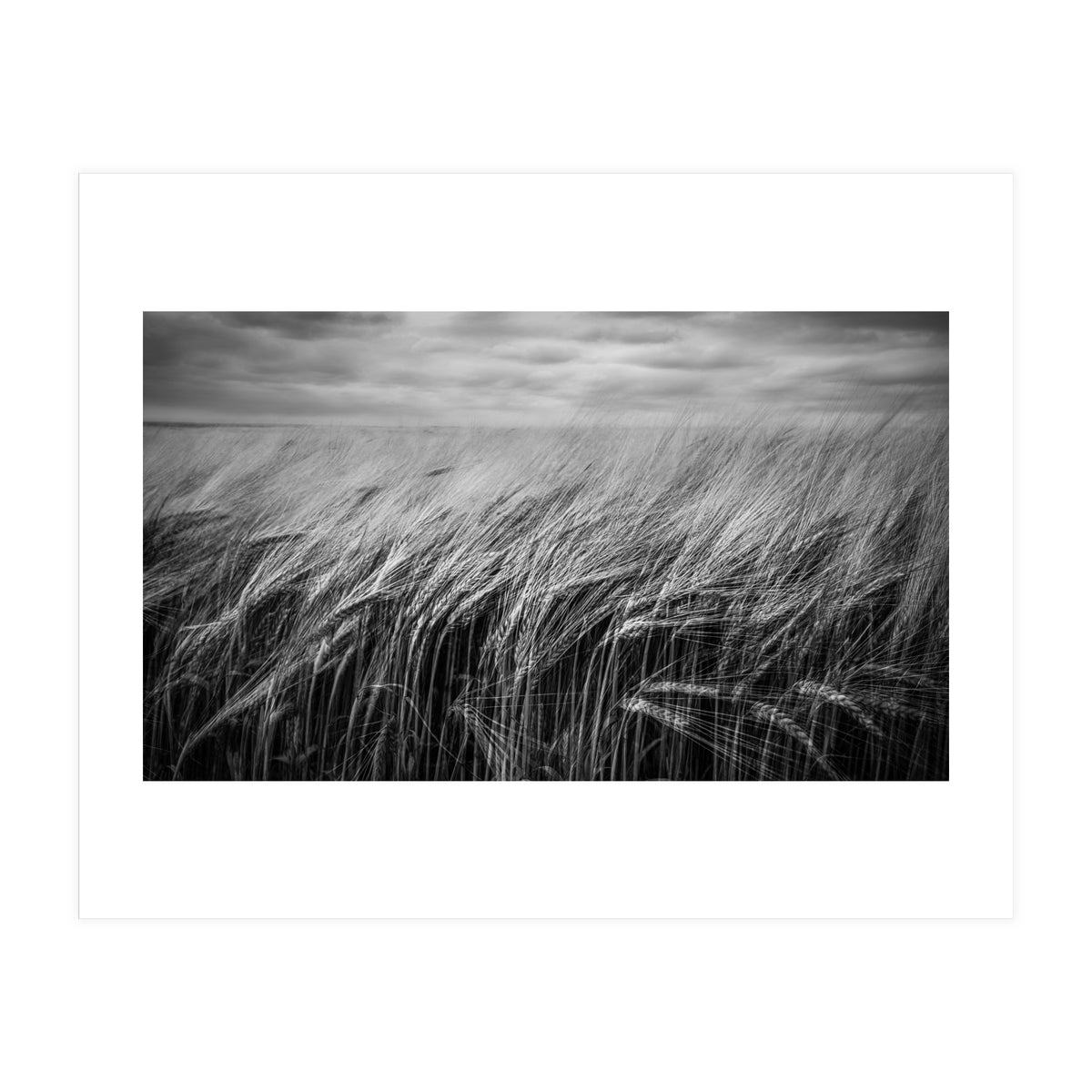 Moody Barley Field (Print Only)