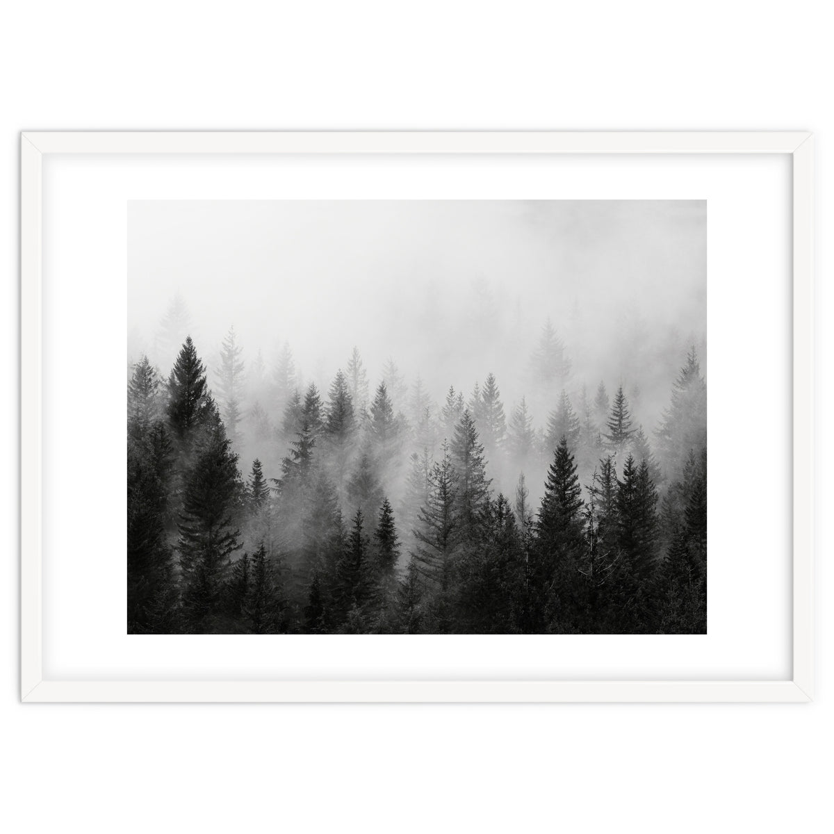 Black and White Forest