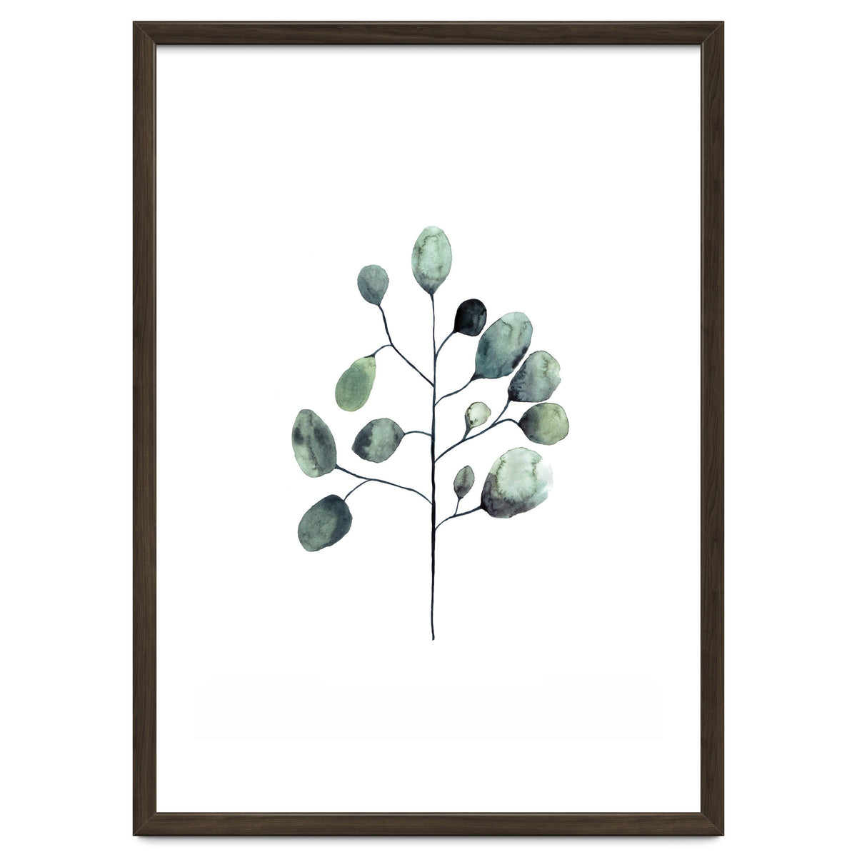 Botanical Illustration Eukalyptus