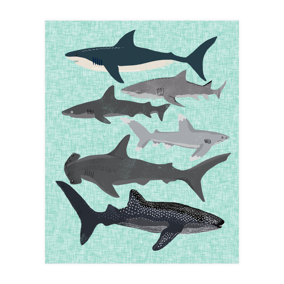 Sharks (Print Only)