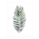 Botanical Illustration Cocos Palm (Print Only) thumbnail