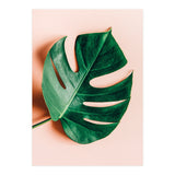 Monstera Shadow (Print Only) thumbnail
