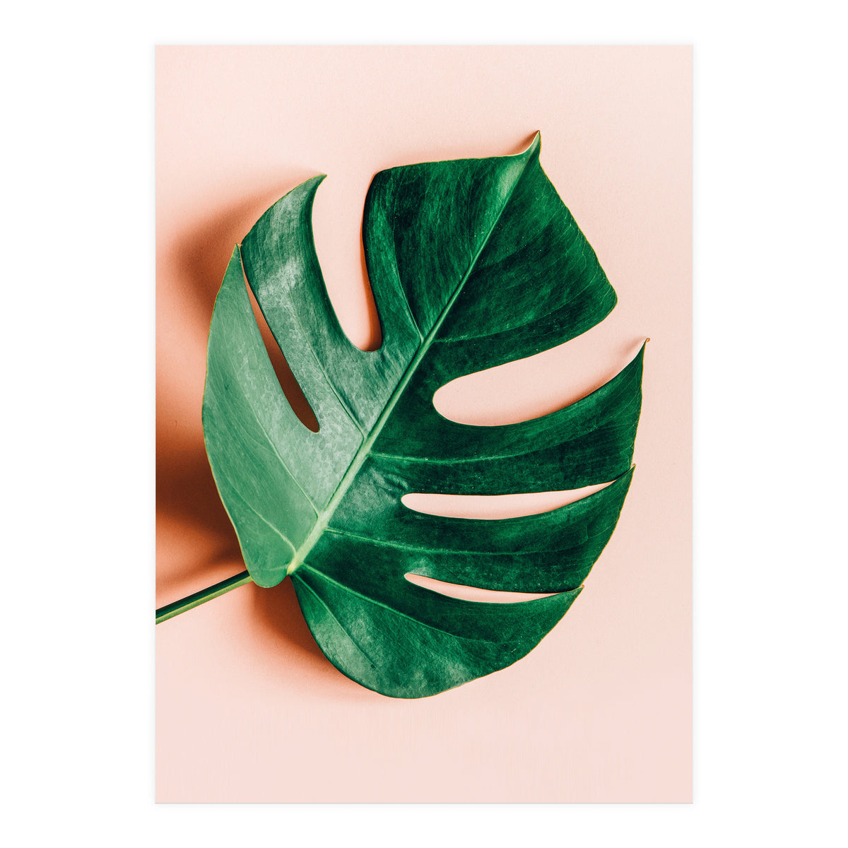 Monstera Shadow (Print Only)