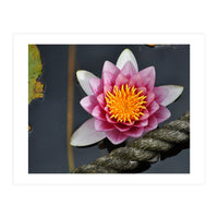 Water Lilly (Print Only)