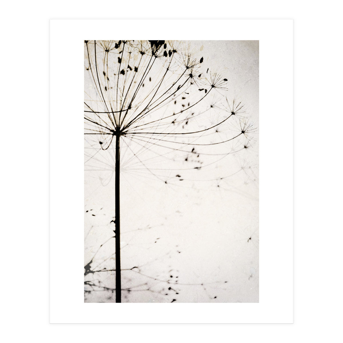 Herbstblume (Print Only)