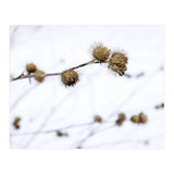 Winter Thistles (Print Only) thumbnail