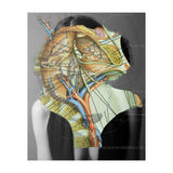 Crazy Woman 210 (Print Only) thumbnail