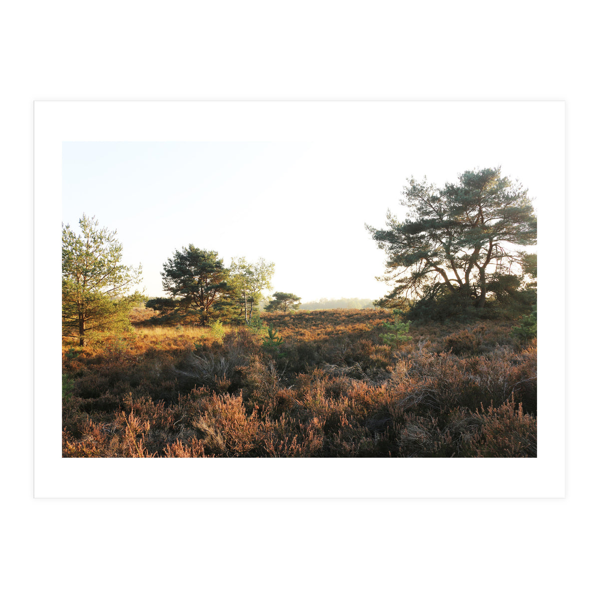 Heath landscape (Print Only)