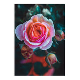 delicate rose (Print Only) thumbnail