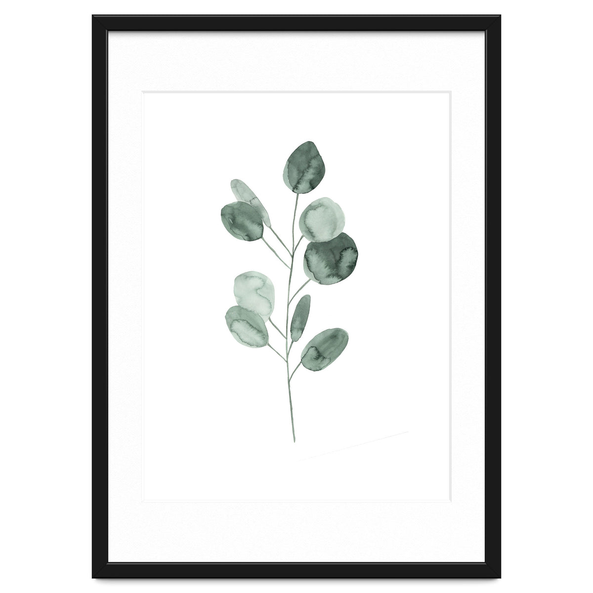 Botanical Illustration Eukalyptus2