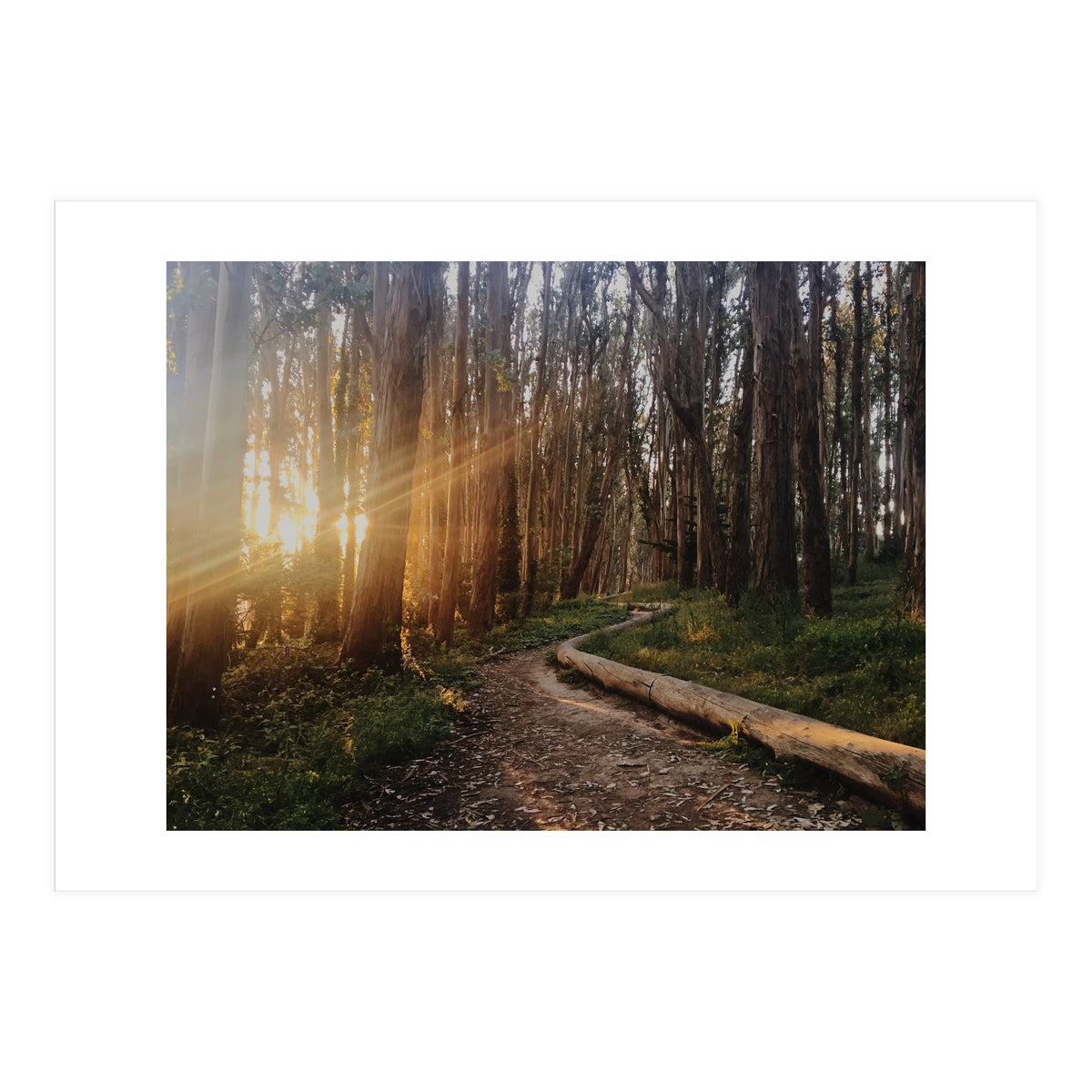 The Wood Line I (Print Only)