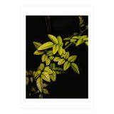 Dew Drops Leaves (Print Only) thumbnail