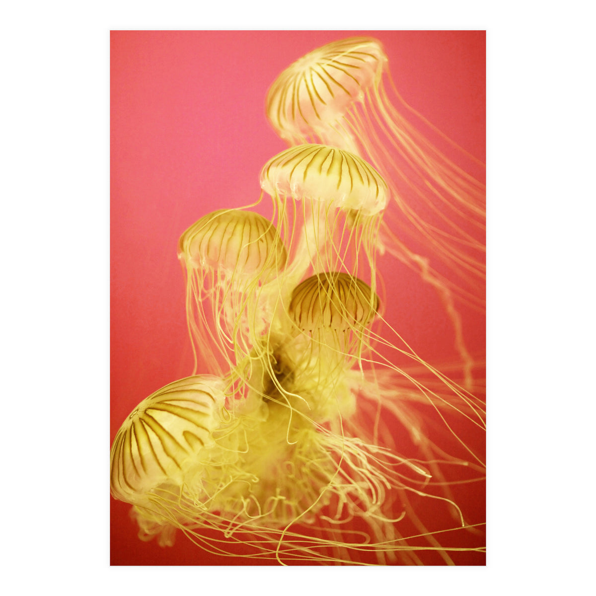 Jelly #7  (Print Only)