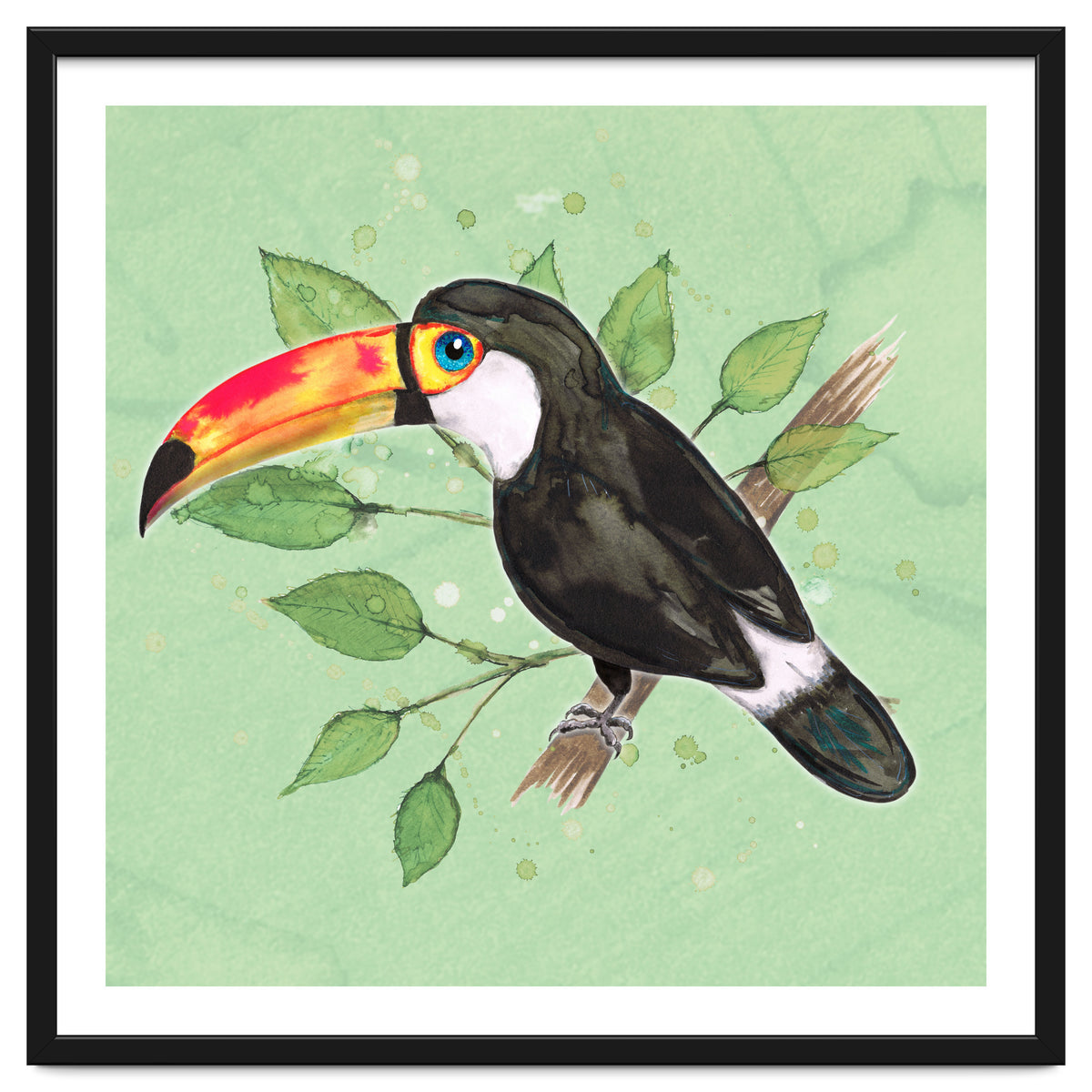 Toco toucan