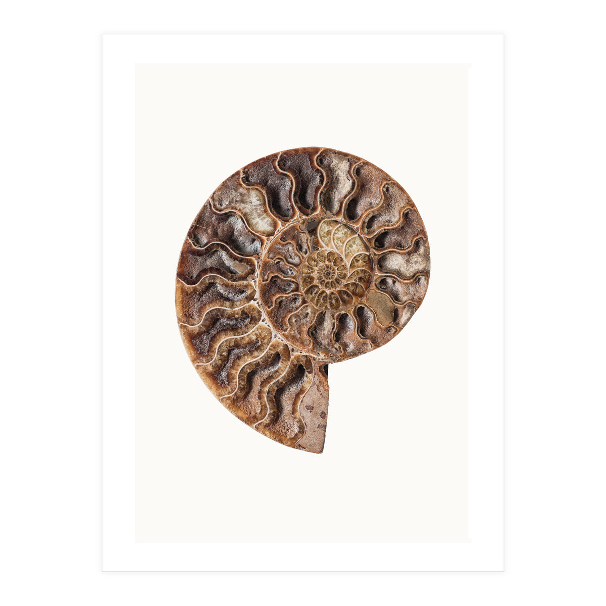 Cc Shell 05 (Print Only)