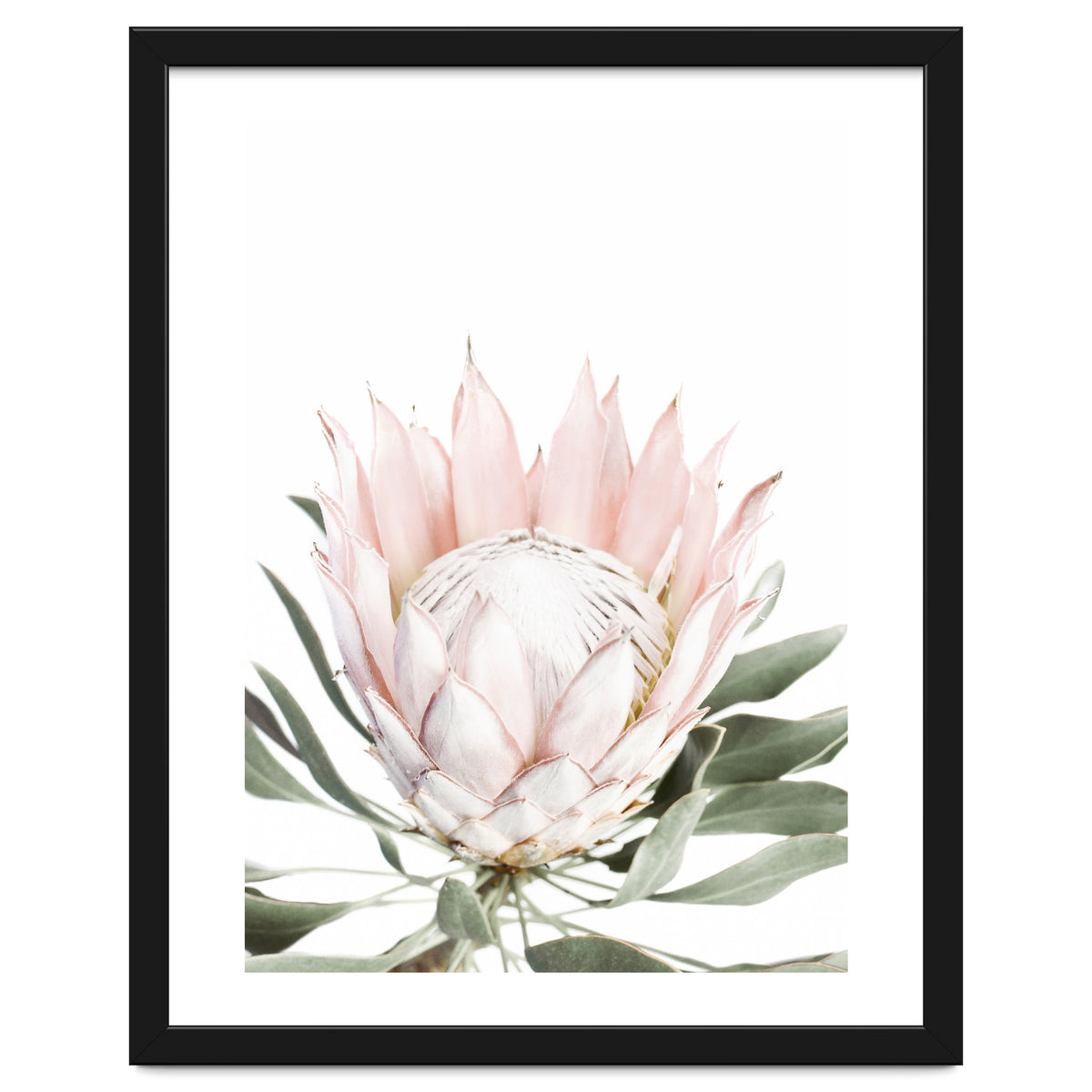 Blush Protea Flower